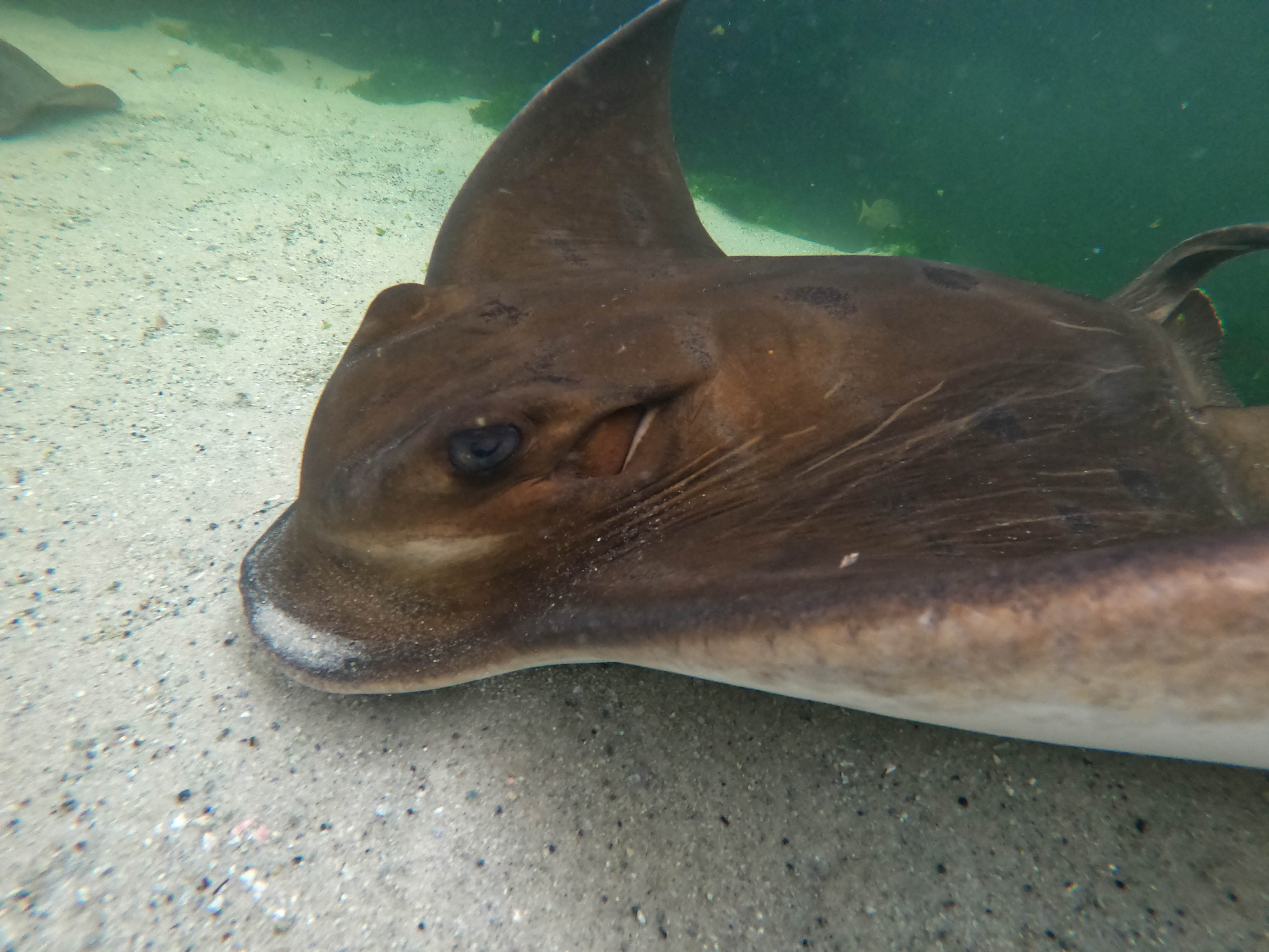 Little Ray Cuddle $50 packaged with Entry Pass (All Ages)  B2B Booking