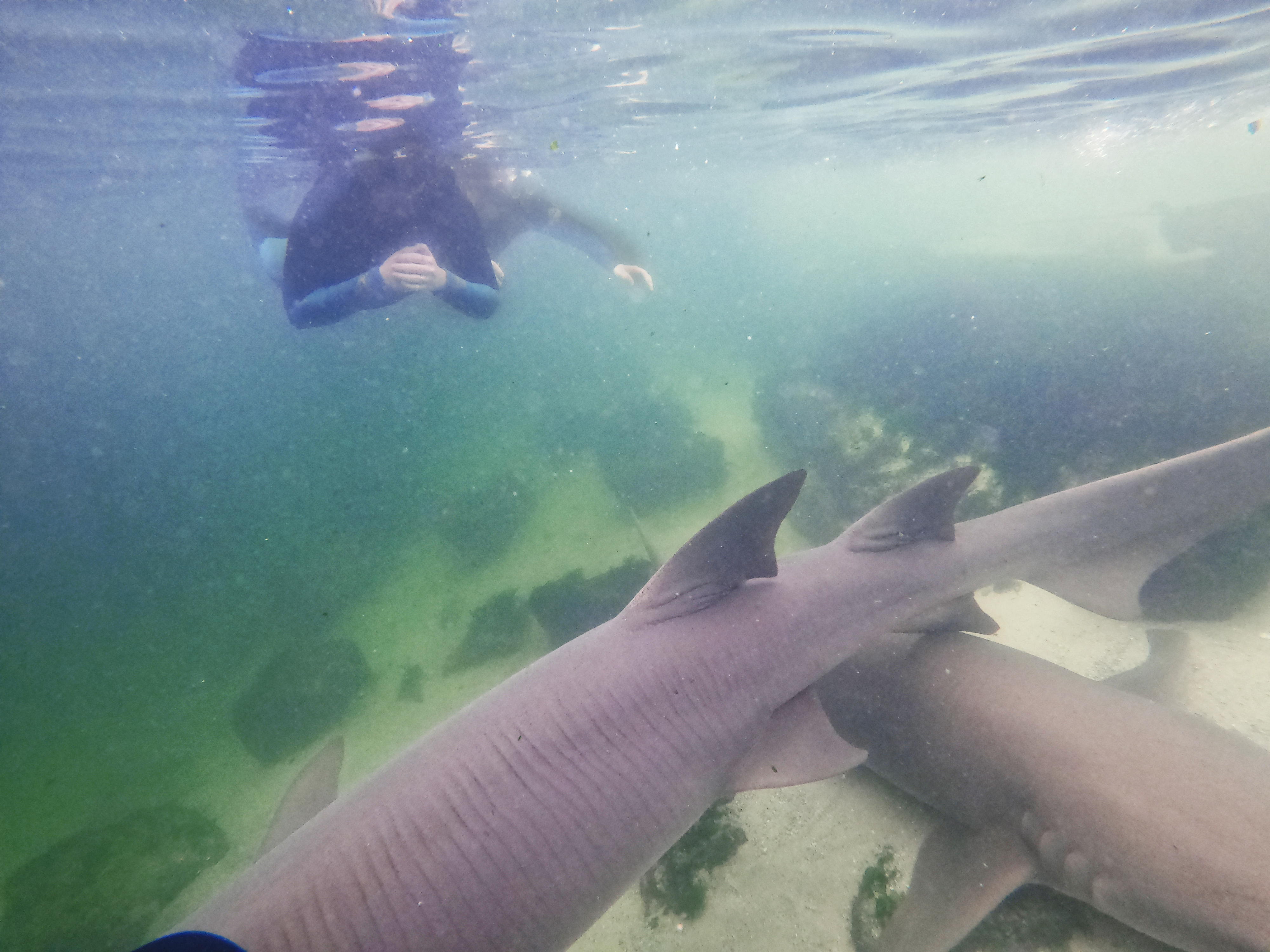 Reef Shark Snorkel $60 packaged with Entry Pass (ages 12+)