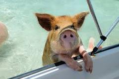Swim with the Pigs Full Day