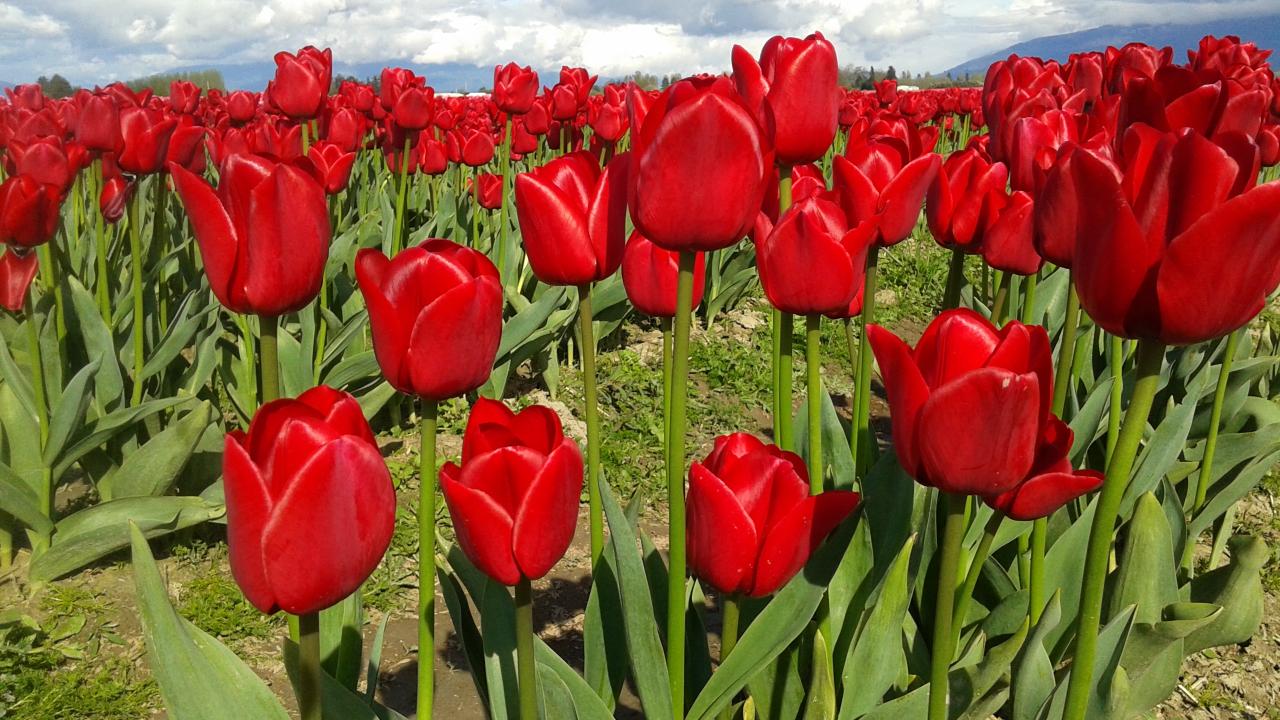 Tulip Festival Tour