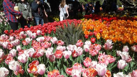Tulips and Crab Cruise