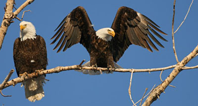 WILD EAGLES & SALMON Viewing