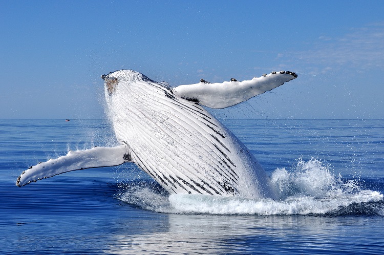 3 Day Humpback Whale Research Expedition Experience Of A