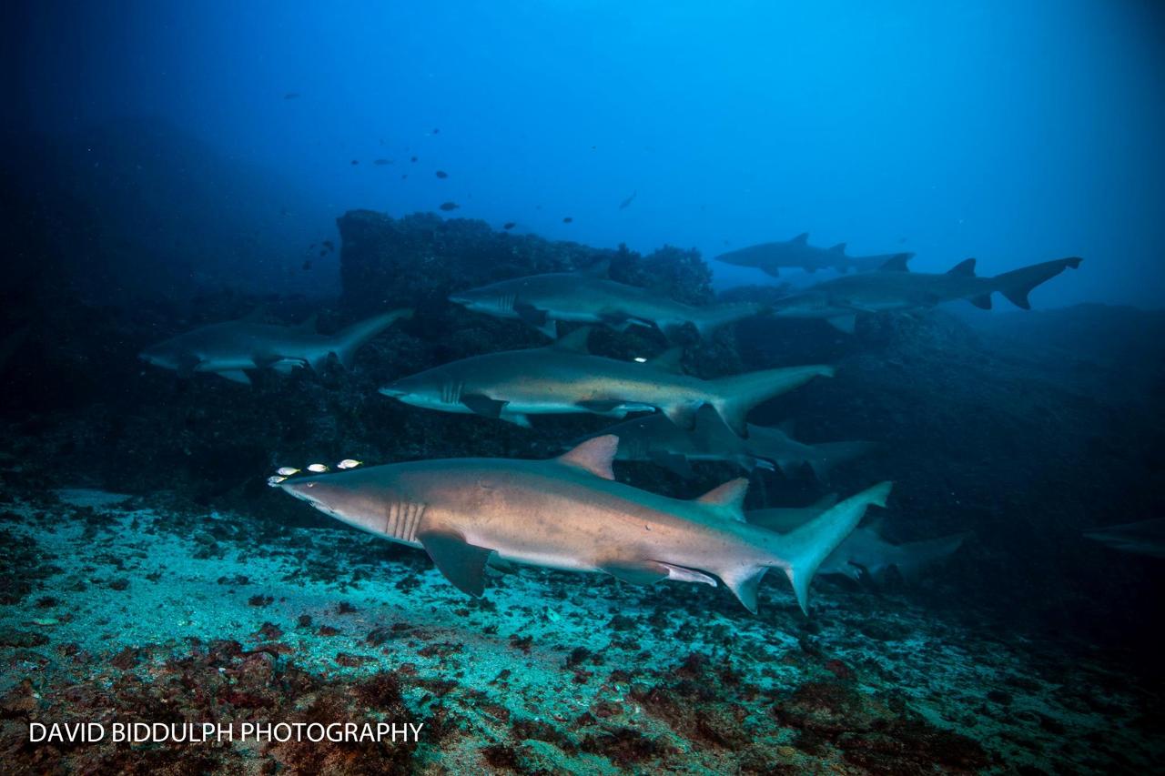 Advanced North Stradbroke Island Triple-Dive