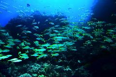 PADI Deep Diver Specialty (40m) Gold Coast