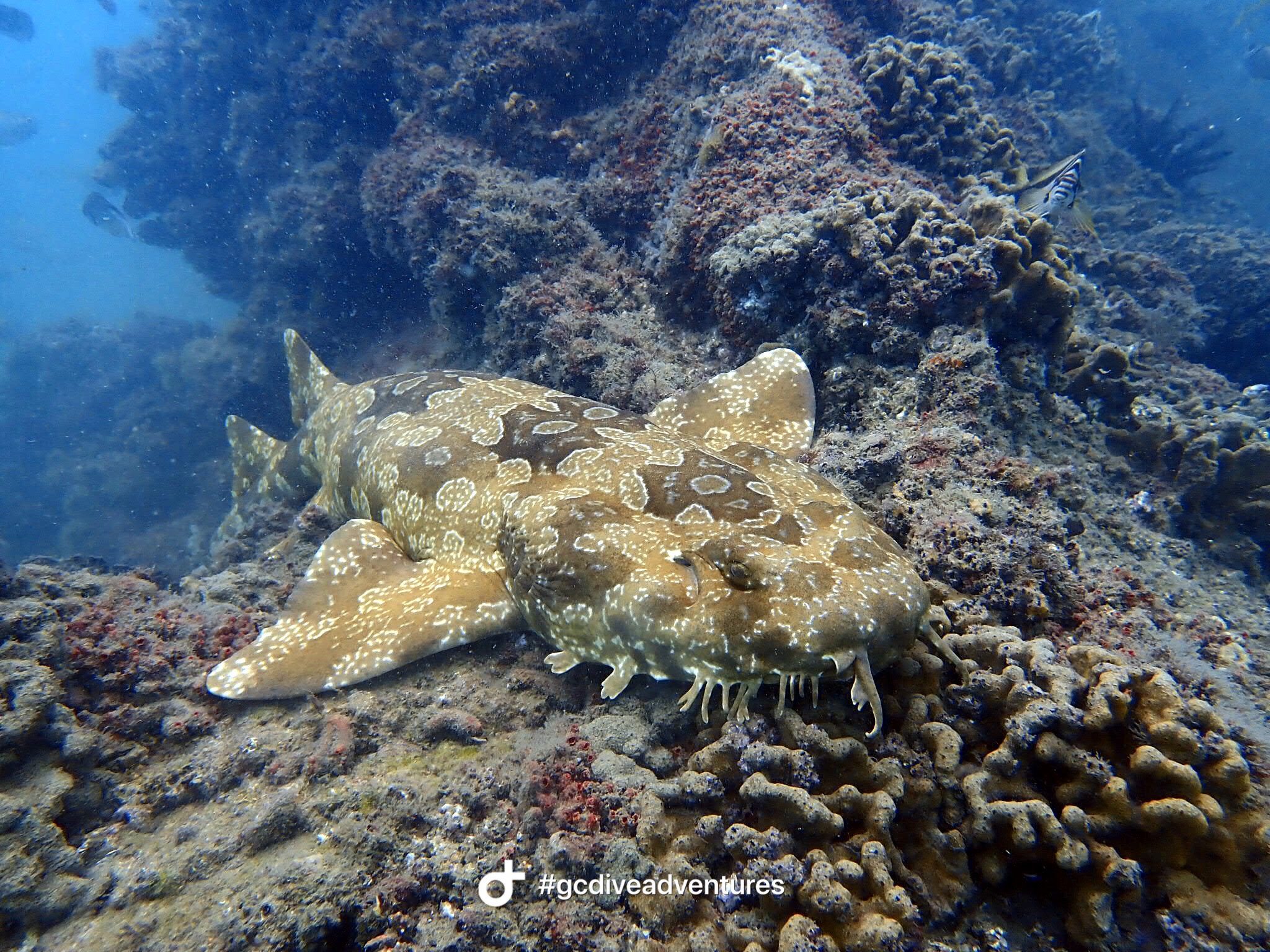 Gold Coast Reefs & Wrecks | 2 Tank Dive | All gear included