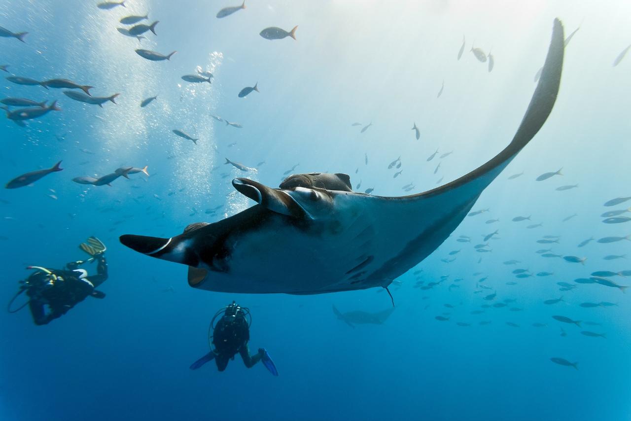 Manta Ray Explorer Weekend  | North Stradbroke Island