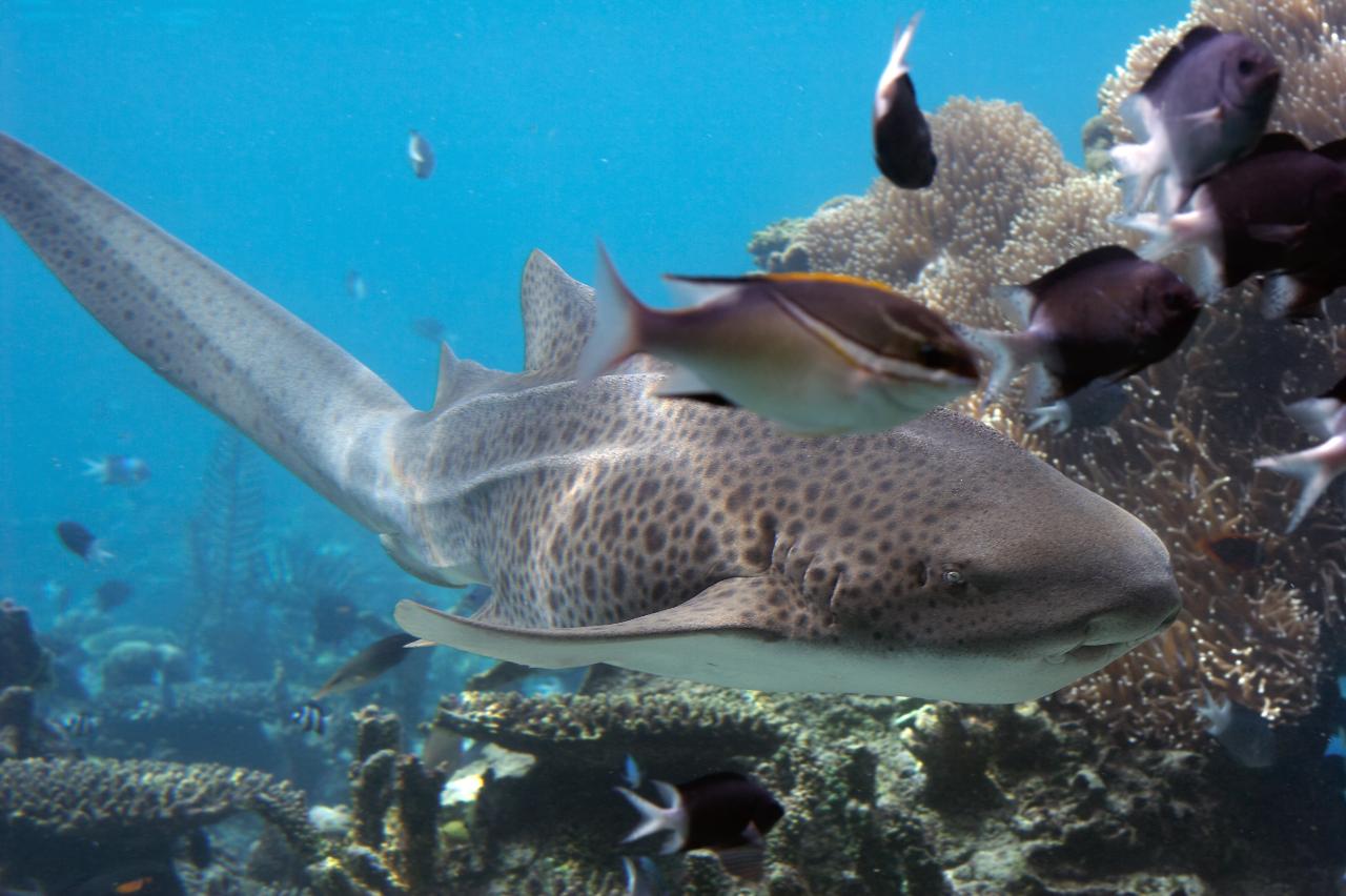 Kirra Reef & Palm Beach Reef Double Dive Gold Coast Dive Adventures