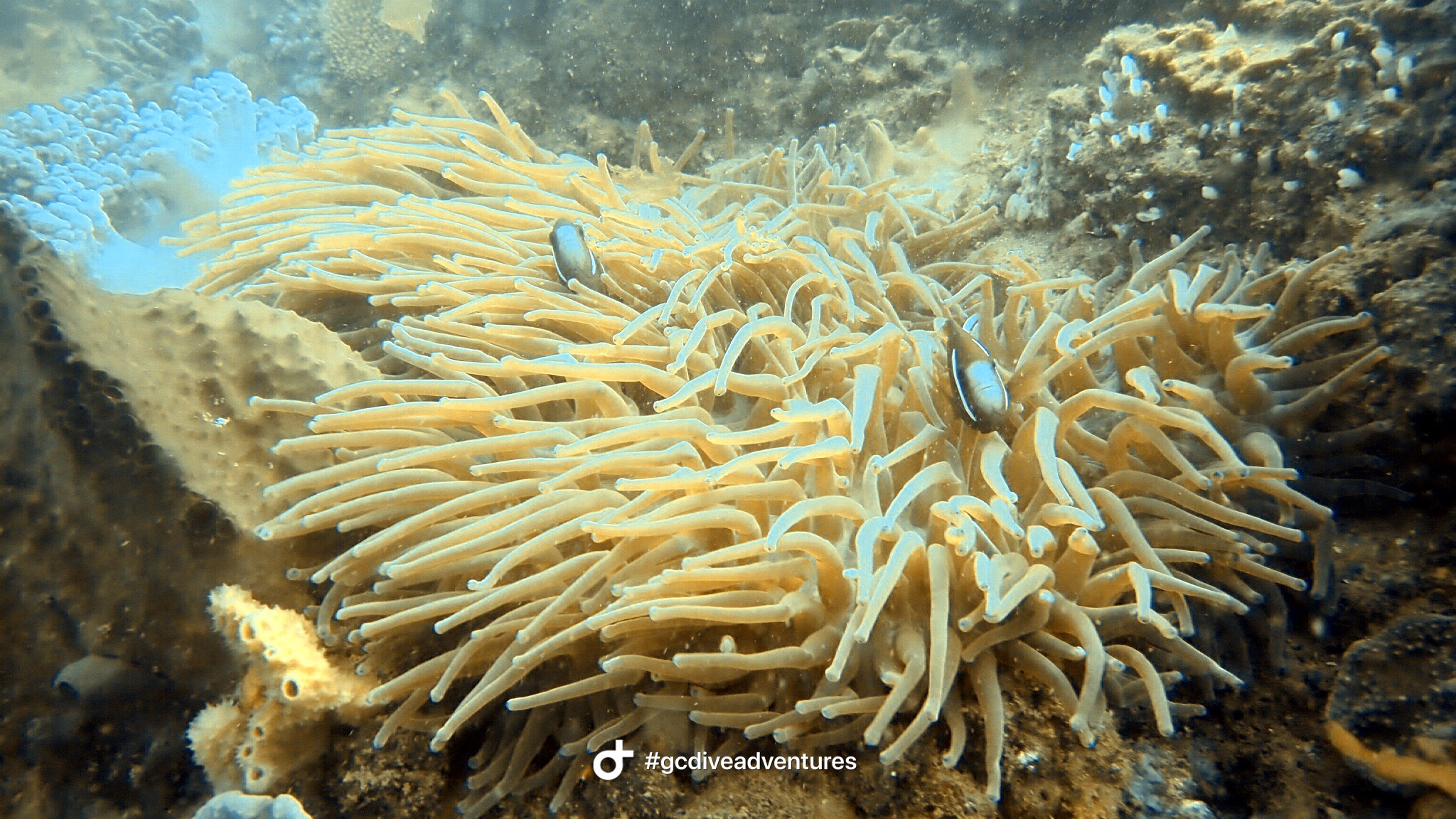 Gold Coast Reefs & Wrecks | 2 Tank Dive | All gear included