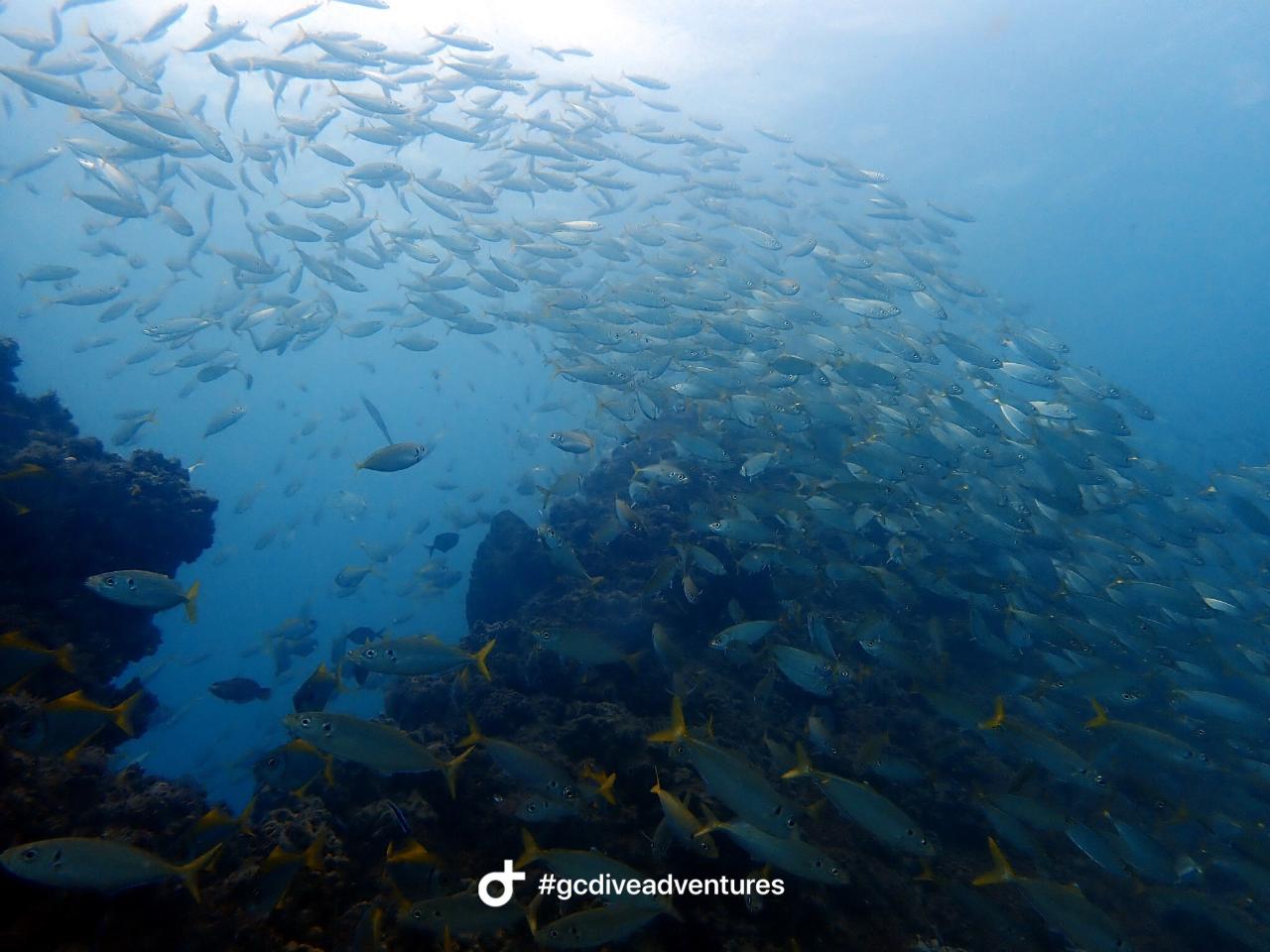 Gold Coast Reefs & Wrecks 2 Tank Dive All gear included
