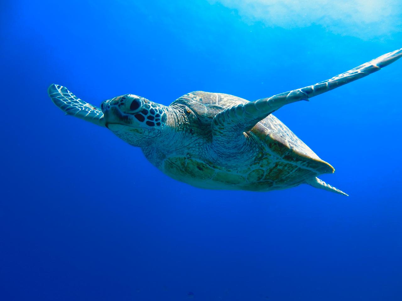 Flinders reef day trip