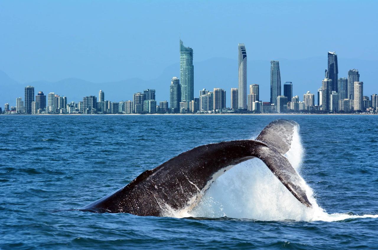 Gold Coast Whale Watching Adventure