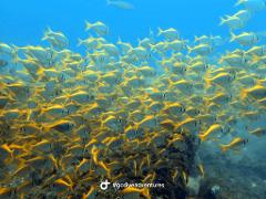 Single Dive Reef+Wreck Gold Coast