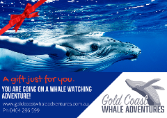 Whale Watching Gift Certificate