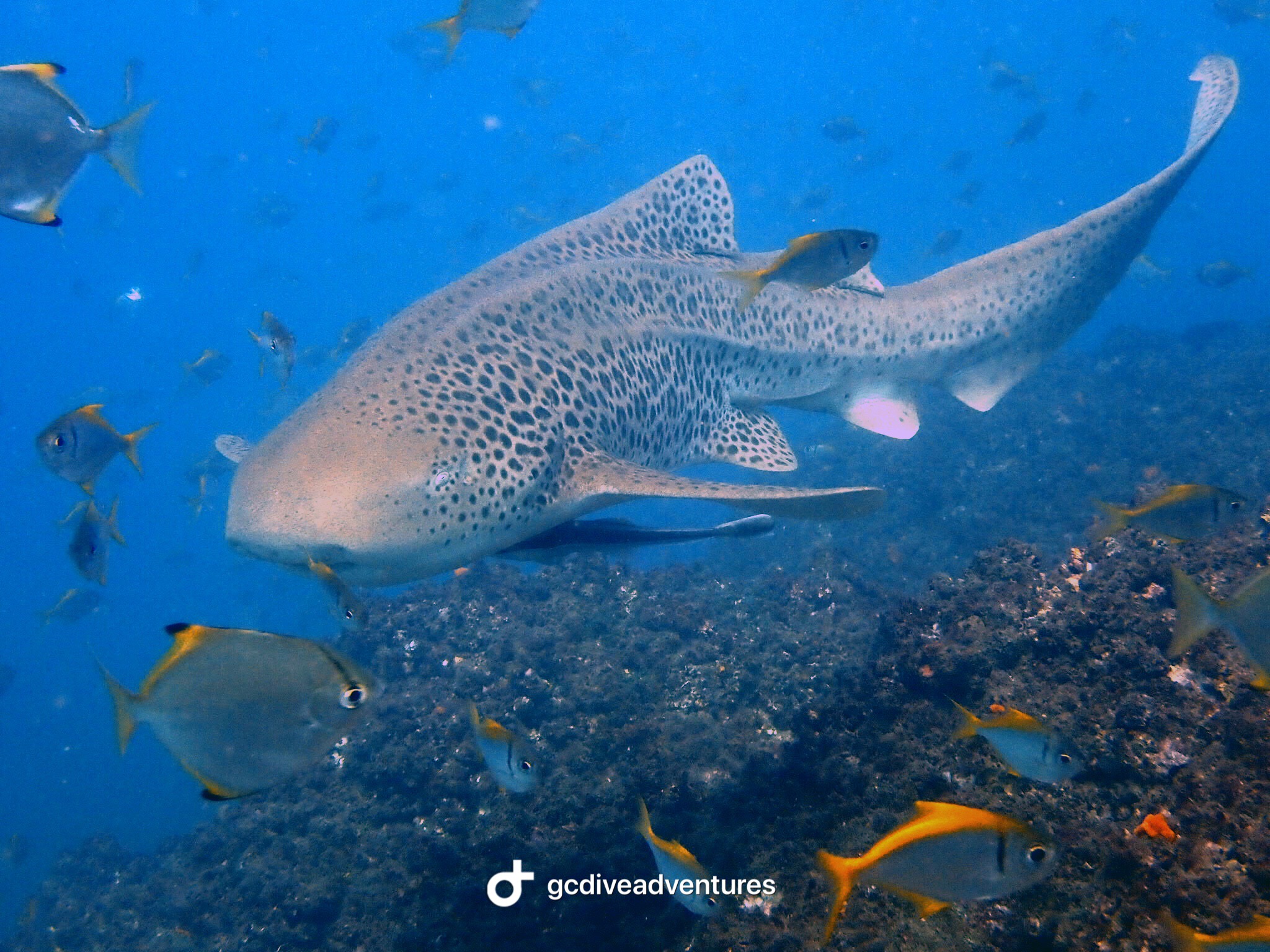 Gold Coast Reefs & Wrecks 2 Tank Dive All gear included