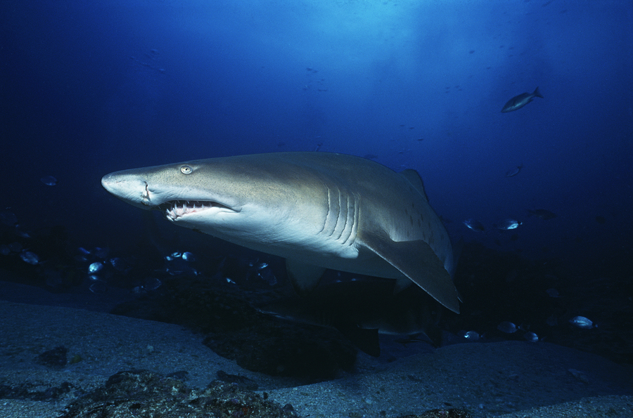 Nine-Mile Reef & Cook Island (Advanced) Triple-Dive