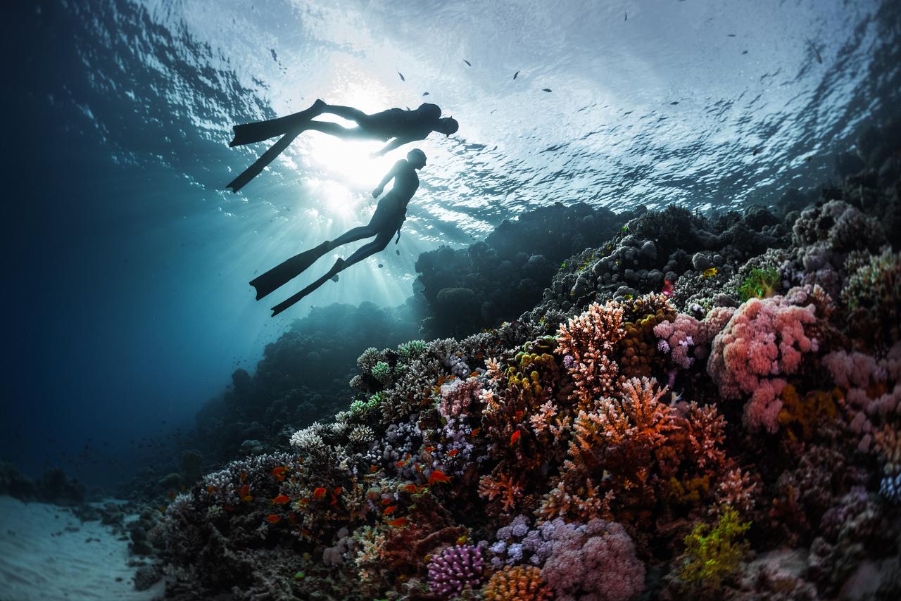 Padi Freediver Course (16m) - Gold Coast