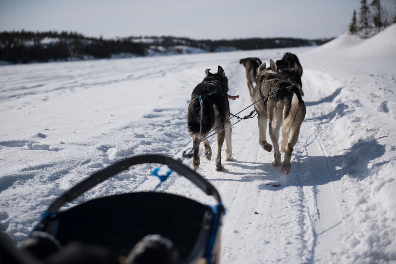 Yellowknife Dog Sledding Tours