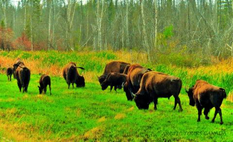 Wildlife Buffalo Tours