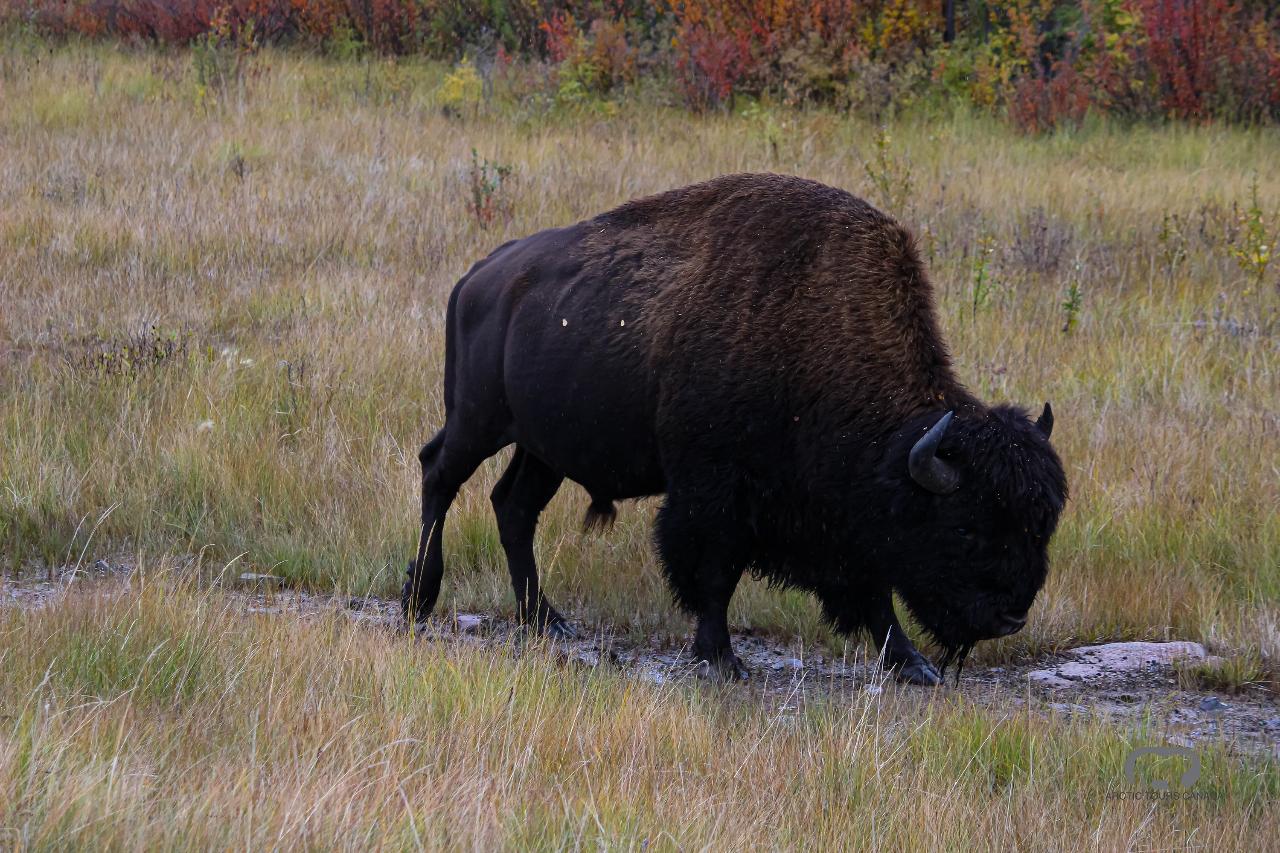 Wildlife Viewing Buffalo | Bison Tour