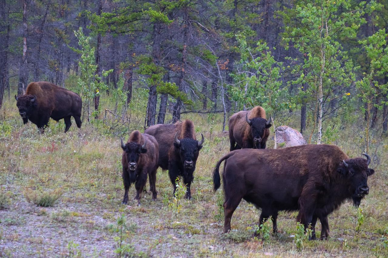 buffalo tours usa mill valley