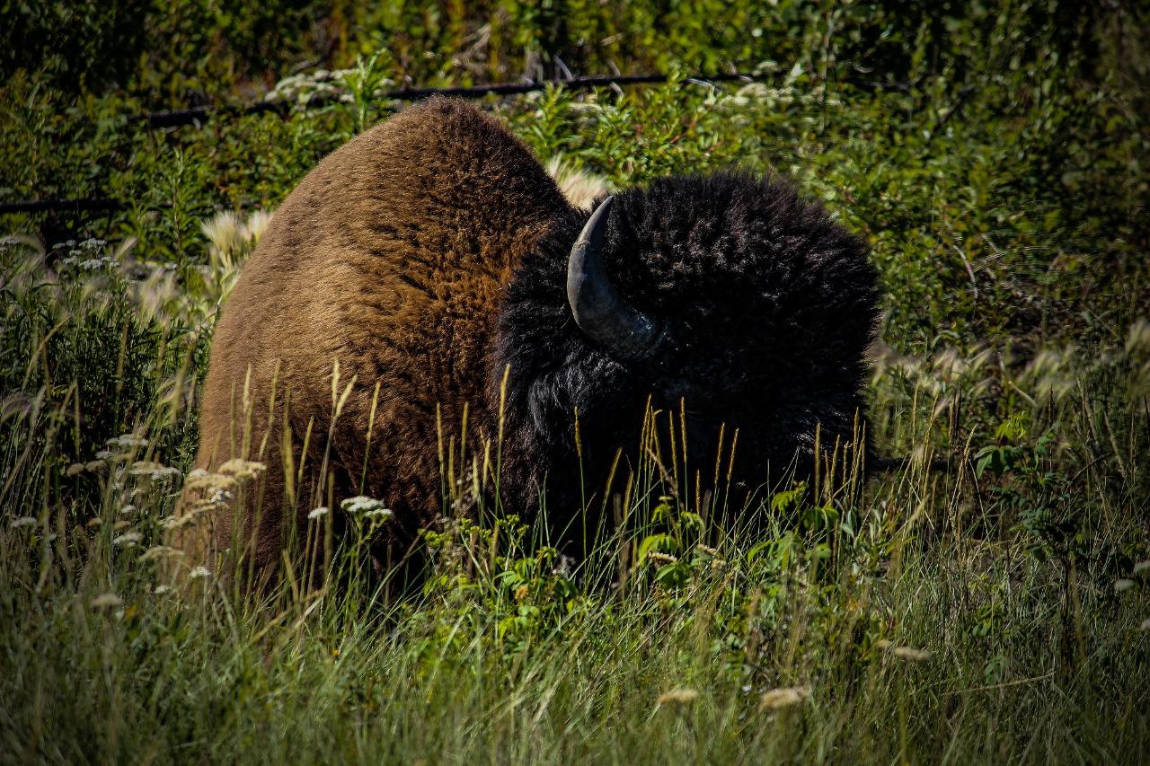 yellowknife wildlife tours