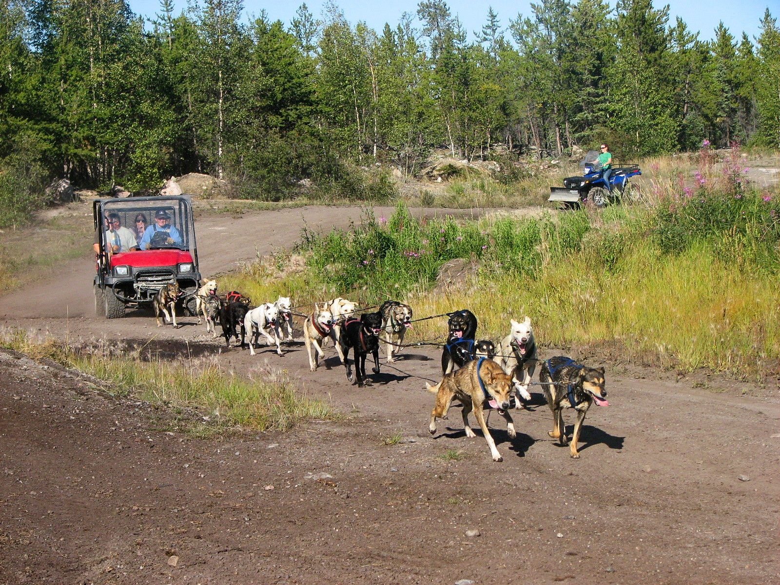 Yellowknife Dog Mushing Experience On Wheels