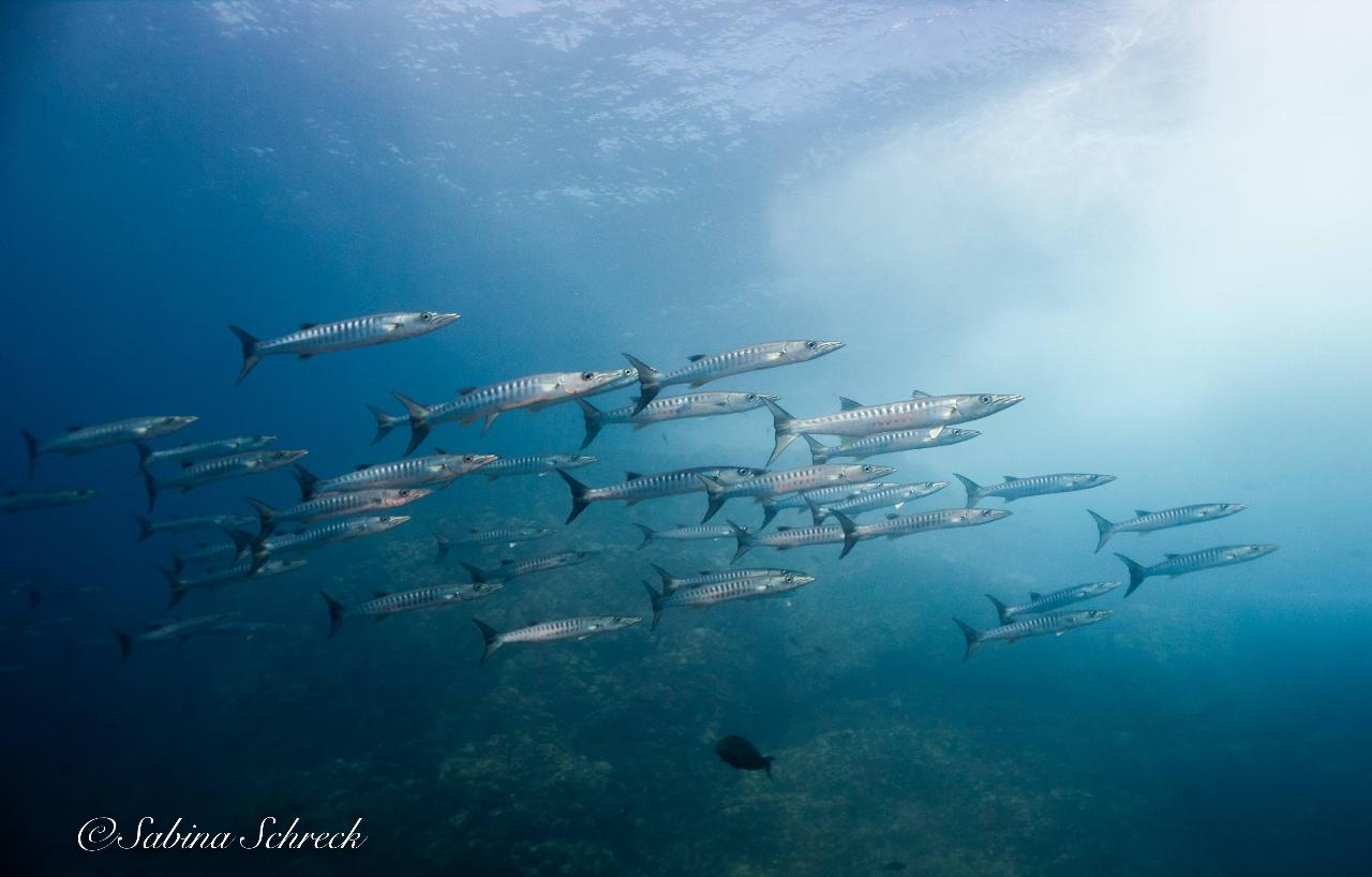 Diving in Coiba National Park (certified divers)