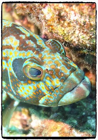 The best PADI scuba diving in the American pacific Panama Coiba ...