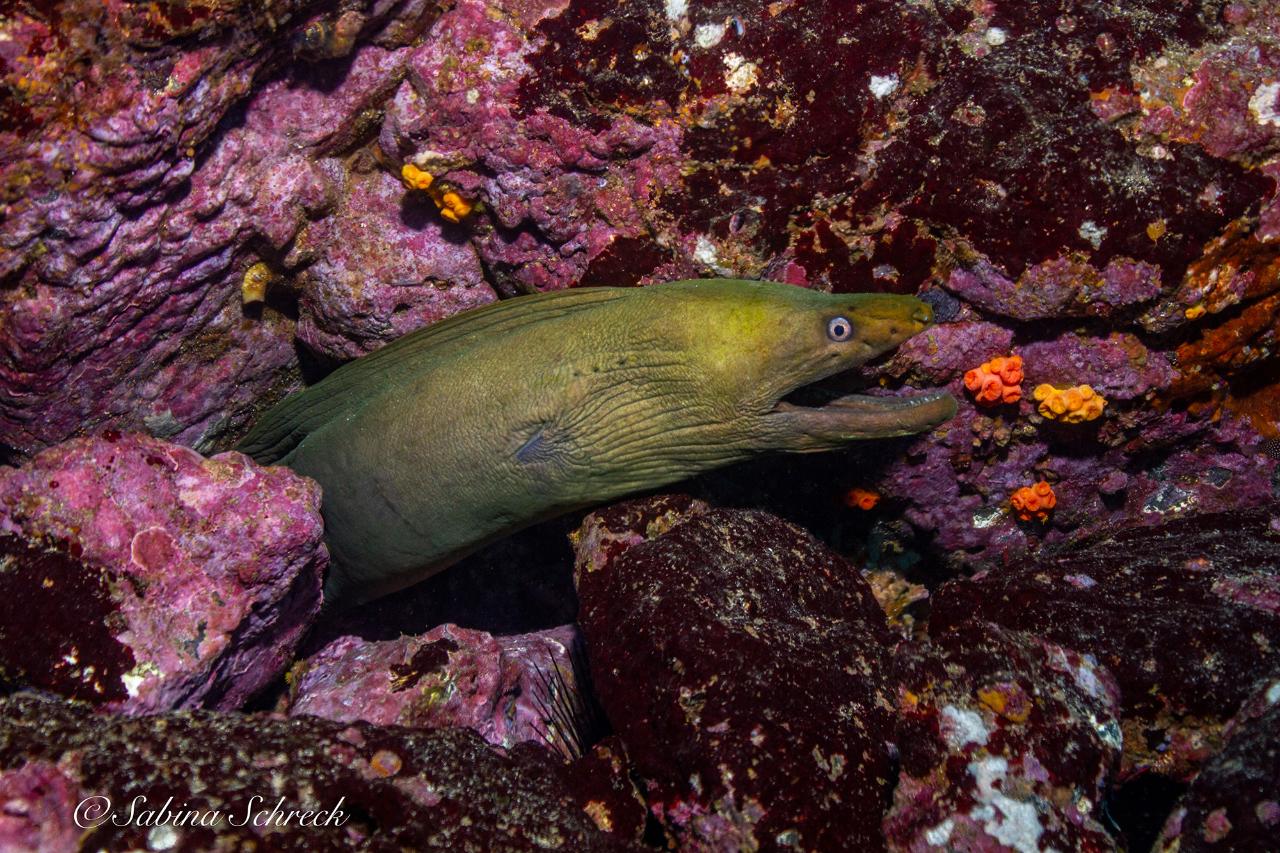 PADI Scuba Diver