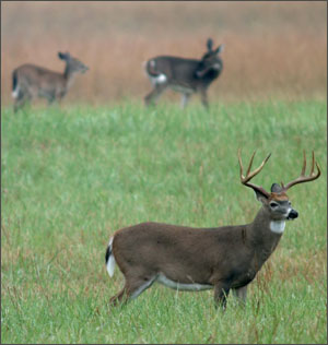 Historical Cades Cove