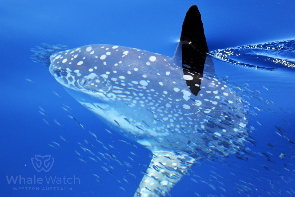 Bremer Bay Orca Express