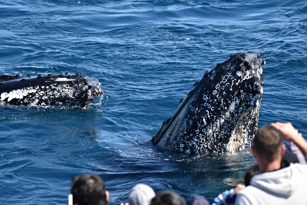 Whale Watch Perth ~ VIP Captains Lounge ~ - Whale Watch Western ...