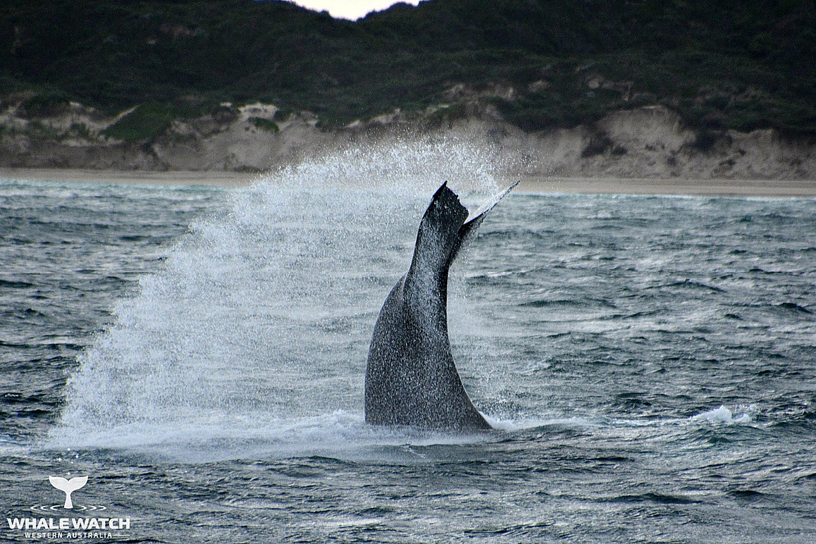 Whale Watch Experience ~ VIP Captains Lounge ~ AUGUSTA