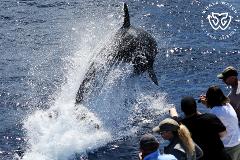 Bremer Bay Orca Experience ex Albany ~ Return Chauffeured Bus ~