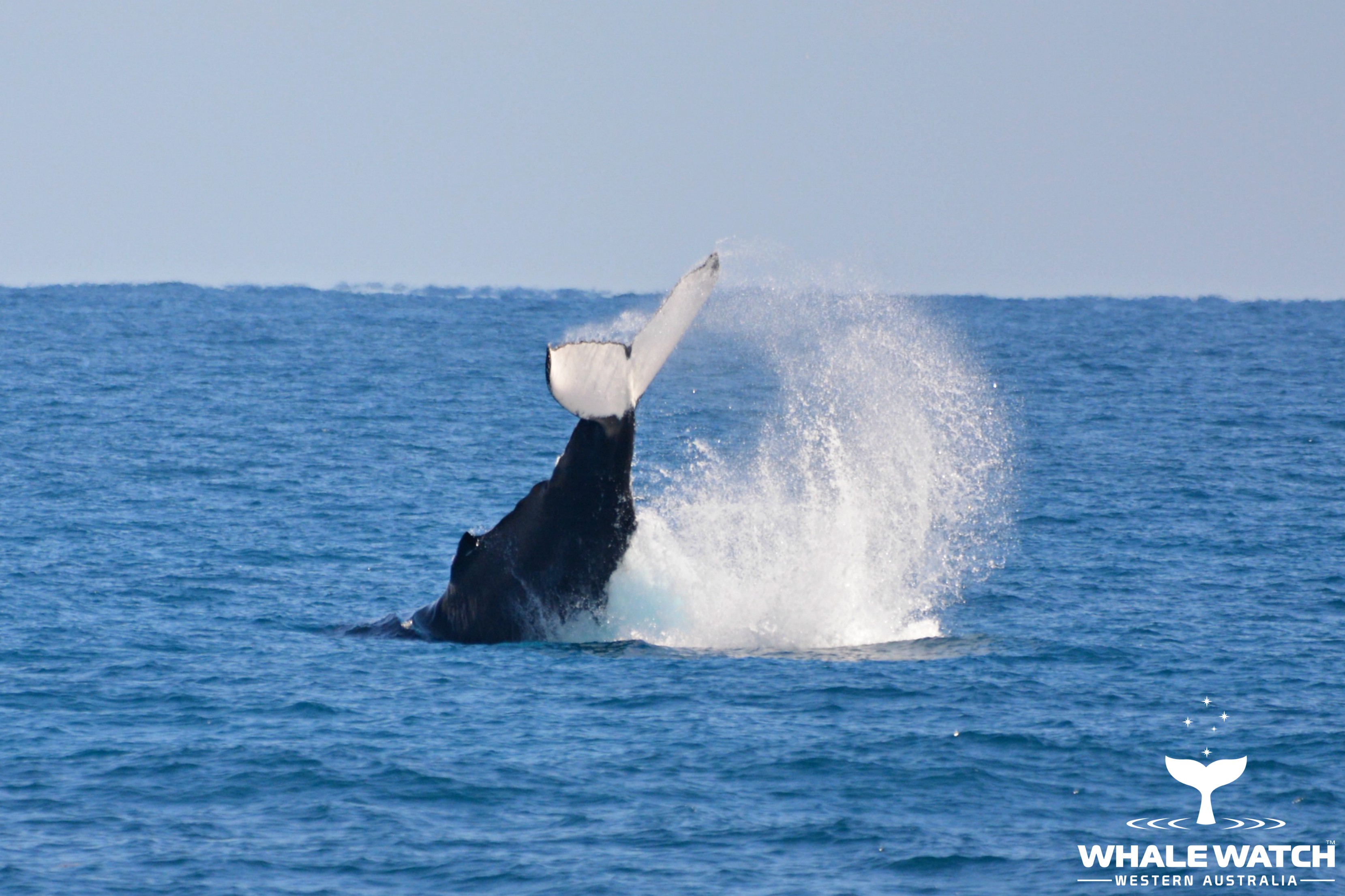 Whale Watch Experience ~ VIP Captains Lounge ~ PERTH