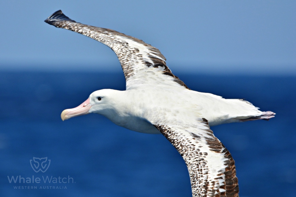 Bremer Bay Orca Express