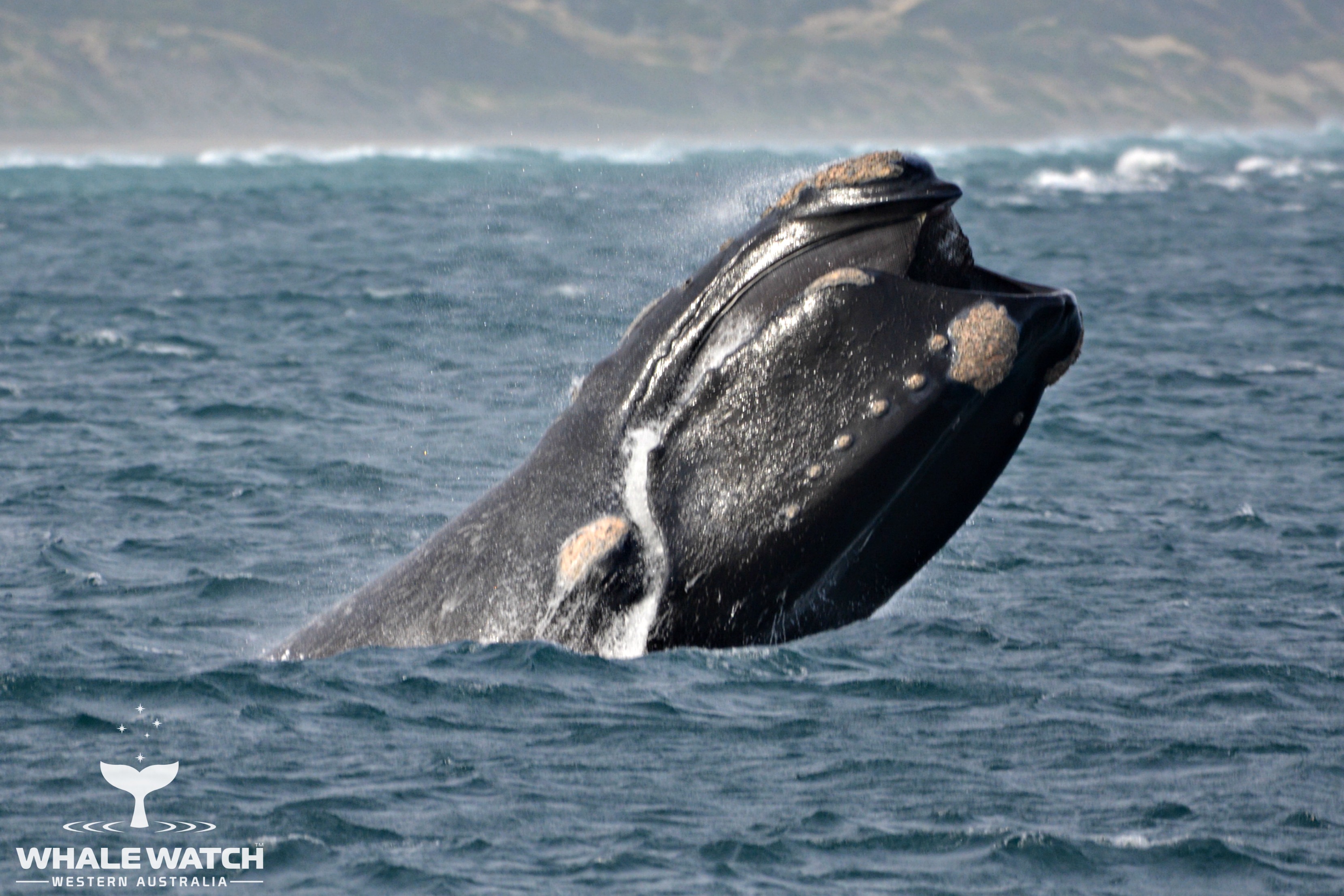 Whale Watch Experience ~ VIP Captains Lounge ~ AUGUSTA