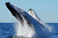 Whale Watch Perth (Spring)