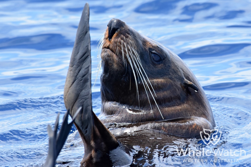 Bremer Bay Orca Express