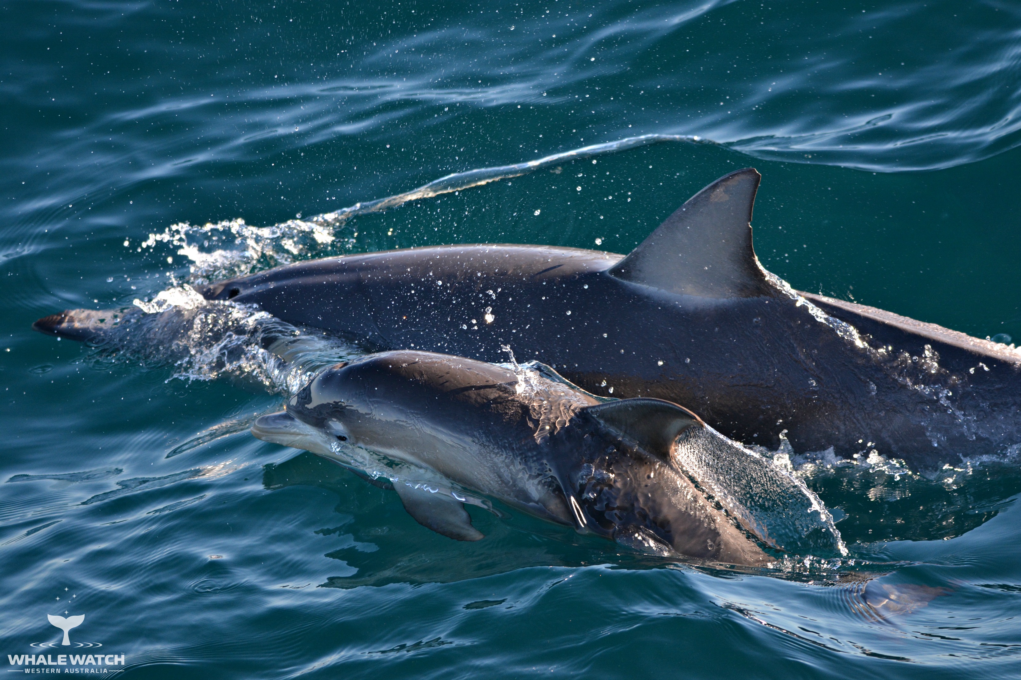 Whale Watch Experience ~ VIP Captains Lounge ~ AUGUSTA