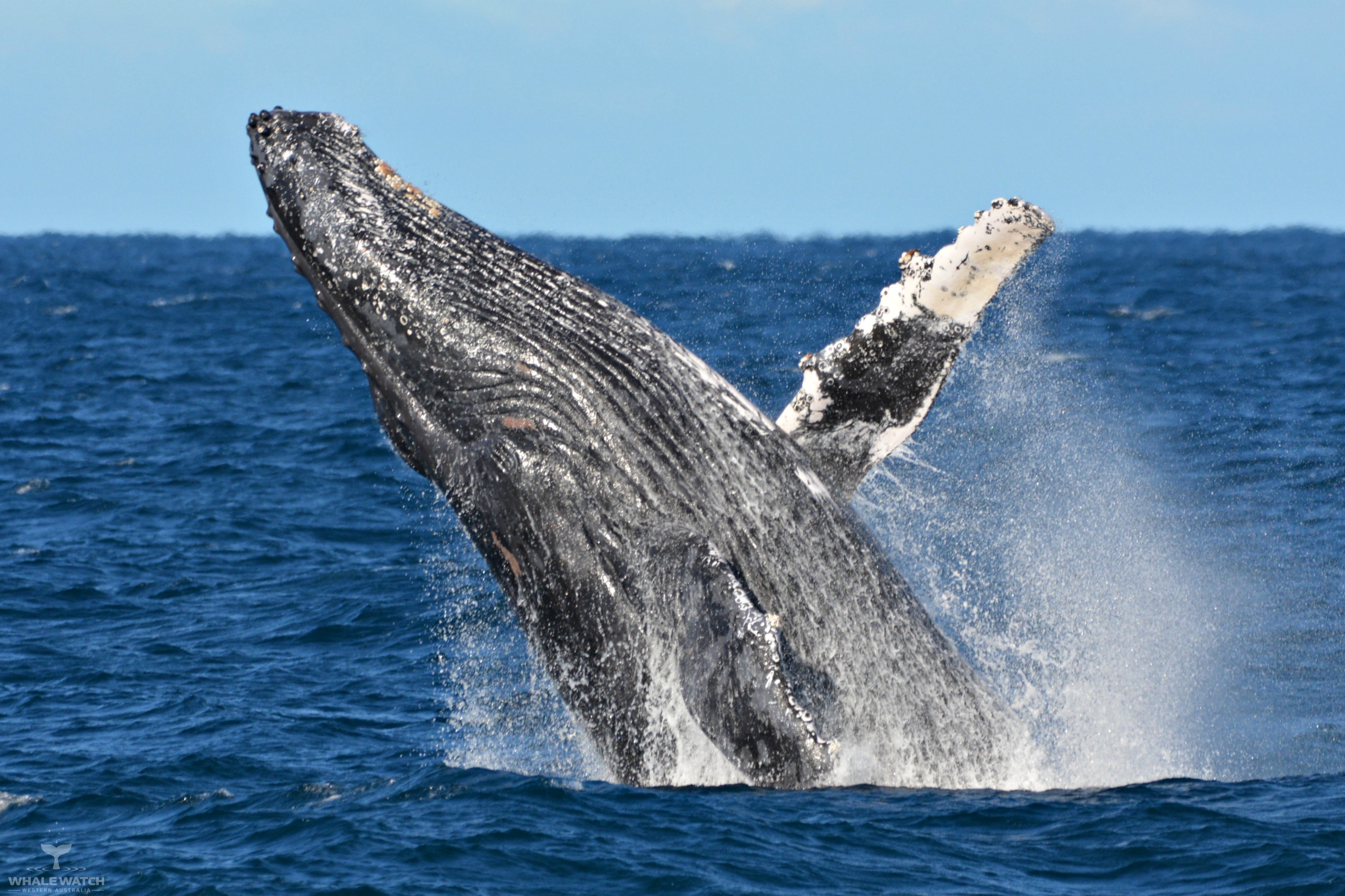 Whale Watch Experience ~ VIP Captains Lounge ~ AUGUSTA