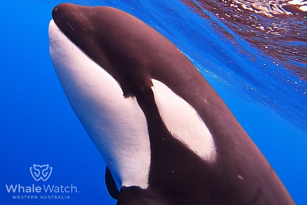 Bremer Bay Orca Express