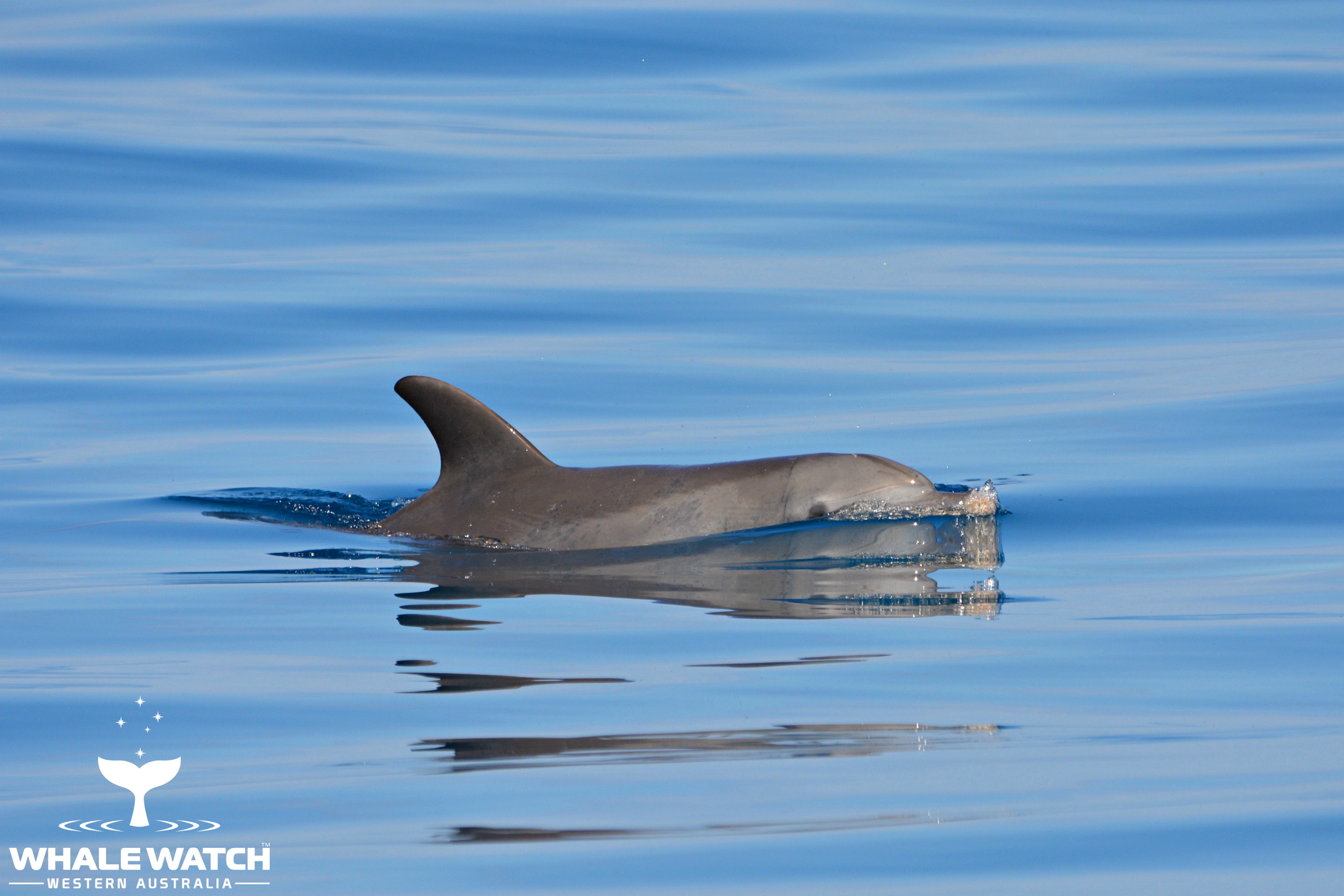 Whale Watch Experience ~ VIP Captains Lounge ~ PERTH