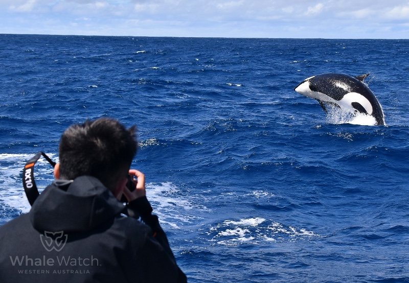 Bremer Bay Orca Express