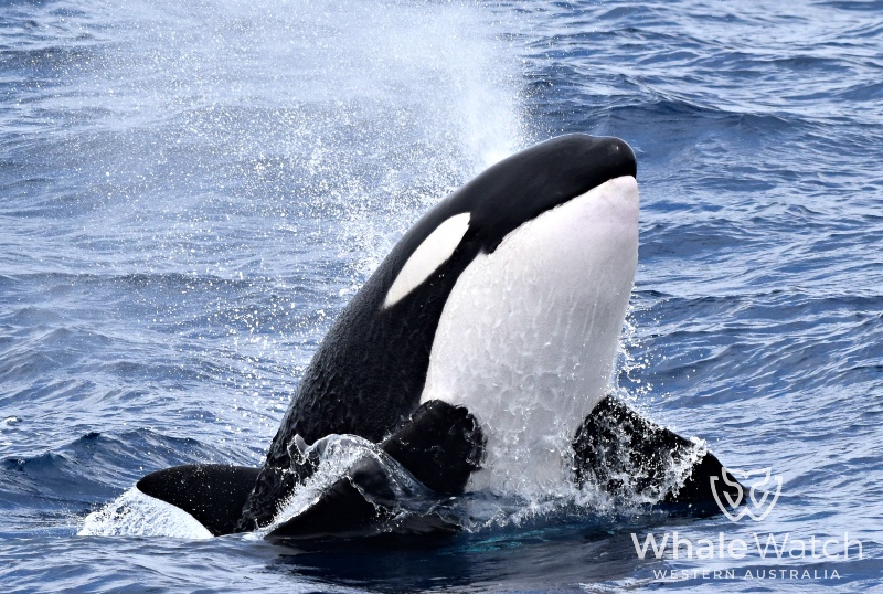 Bremer Bay Orca Express