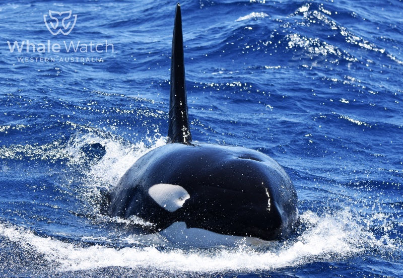 Bremer Bay Orca Express