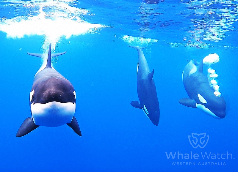 Bremer Bay Orca Express