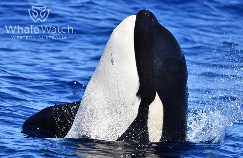 Bremer Bay Orca Express