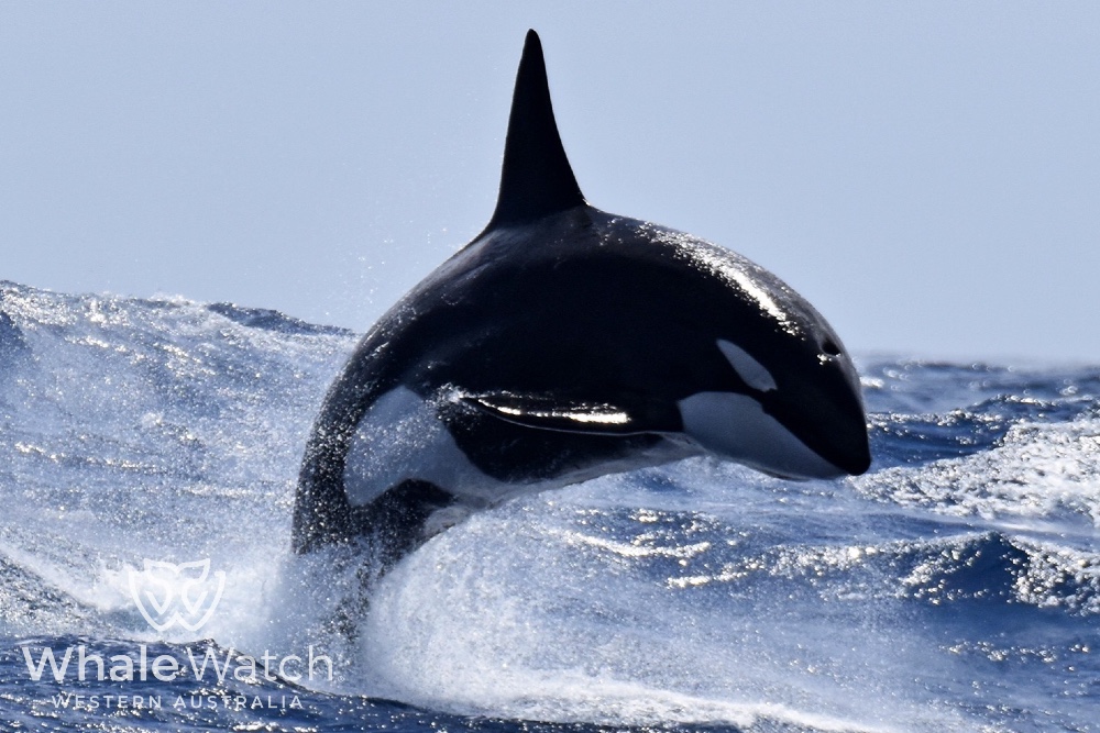 Bremer Bay Orca Experience